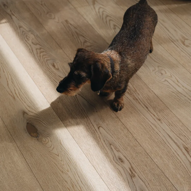 Lichte Meister Lindura vloer met hond